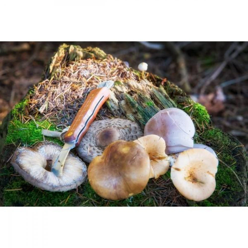 CAO Couteau à Champignons 5 CAO Couteau à Champignons – Image 3